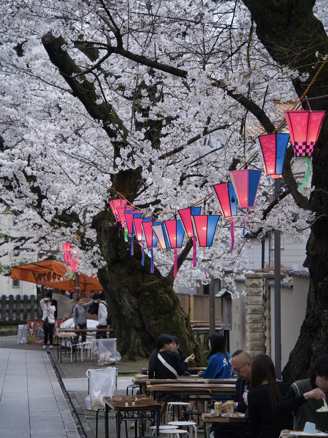【東京】行かなきゃ損‼️都会の喧騒を忘れて桜を愛でる✨※屋台もあるよ