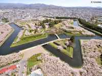Chasing Sakura at Hakodate