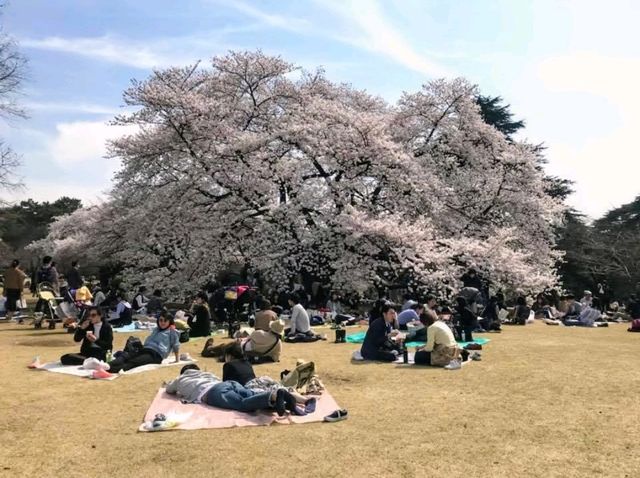 新宿御苑賞櫻去，東京最熱門的賞櫻景點