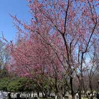 廣仁寺三月花季，錯過再等一年！
