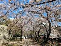 福岡-天神中央公園，河岸吉野櫻綻放美如畫！