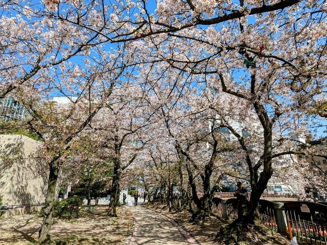 福岡-天神中央公園，河岸吉野櫻綻放美如畫！