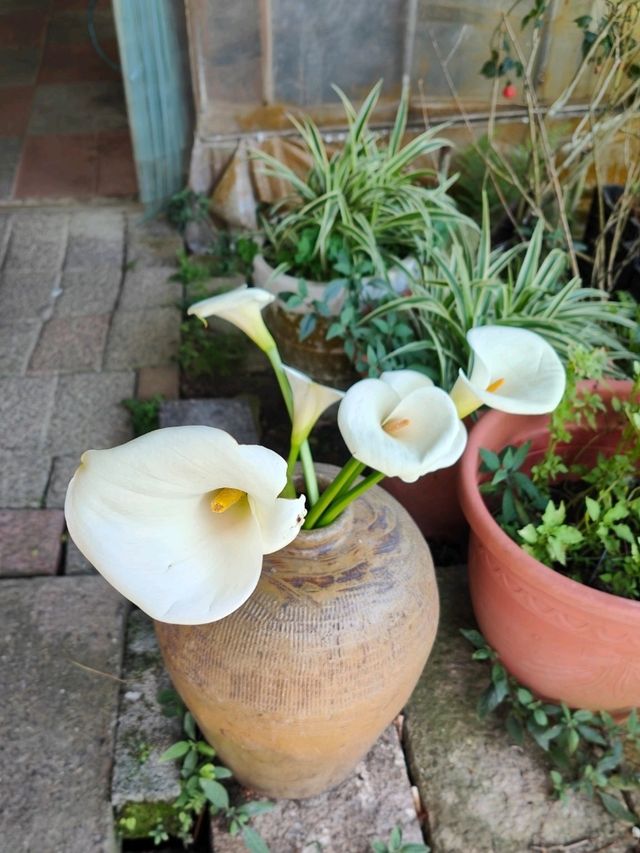 遠離塵囂忘憂好去處：陽明山苗榜海芋花園野菜餐廳🌿