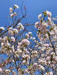 Gokurakuji & Cherry Blossoms: A Hidden Gem in Kamakura