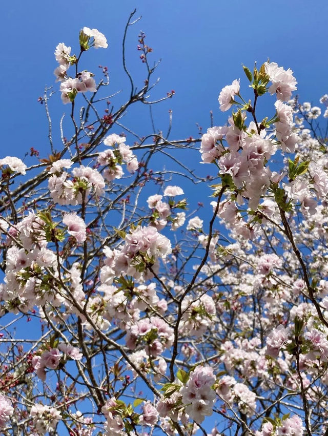 Gokurakuji & Cherry Blossoms: A Hidden Gem in Kamakura