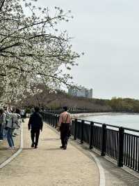 【大阪×春旅】 桜の名所100選 公園全体を埋めつくす3000本の桜