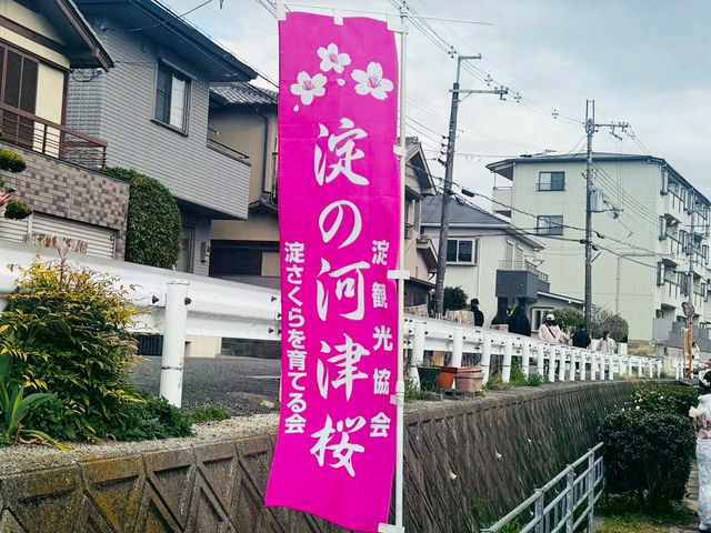 櫻🌸吹雪～淀之河津櫻