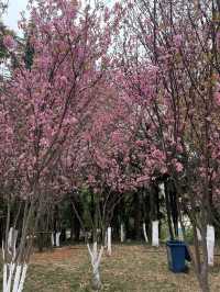 Kunming Zoo จุดชมดอกไม้บาน