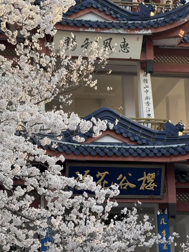 🌸 Cherry Blossoms at Yuantouzhu, Wuxi 