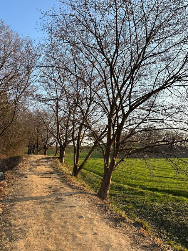 💕🌷당진 합덕 카페피어라 청보리밭과 벚꽃