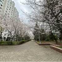 海云台Dalmaji路樱花