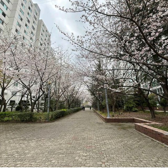 海云台Dalmaji路樱花