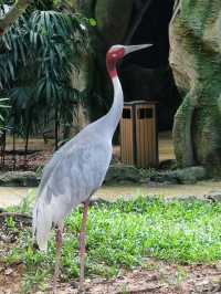 #珍珠野生動物園（Vinpearl Safari Phu Quoc）-越南富國島