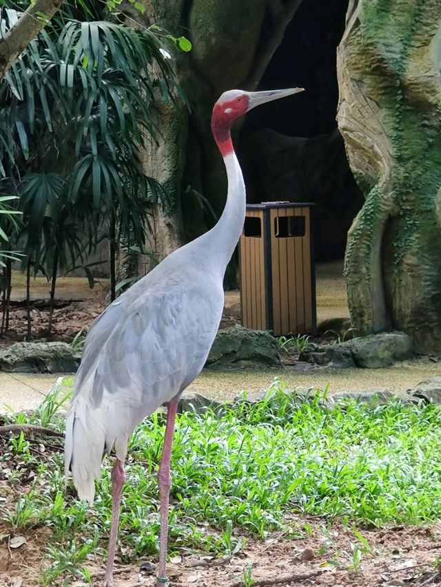 #珍珠野生動物園（Vinpearl Safari Phu Quoc）-越南富國島