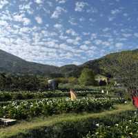 陽明山竹子湖