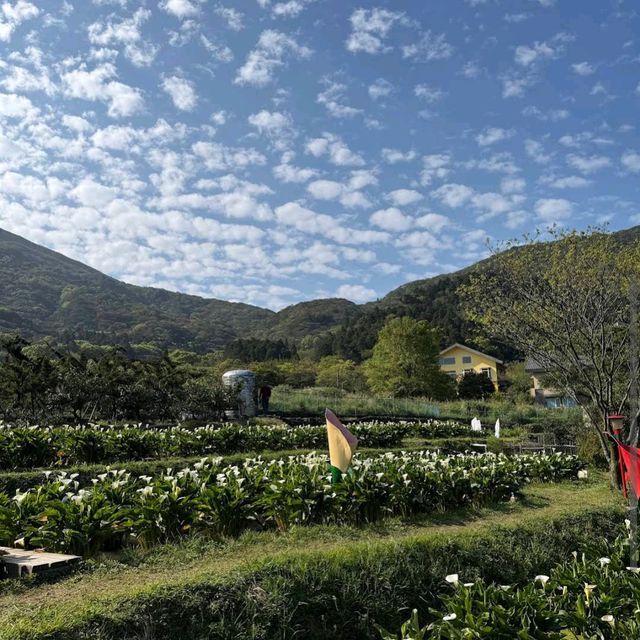 陽明山竹子湖
