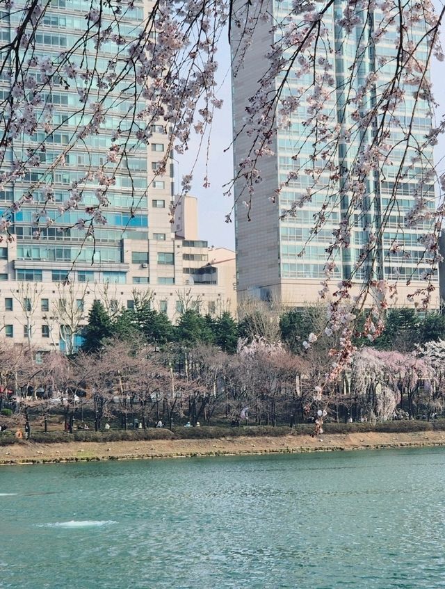 잠실 석촌호수 벚꽃축제🥰