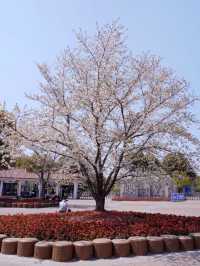 Gucun Park Cherry Blossoms- Shanghai's Largest Sakura Wonderland