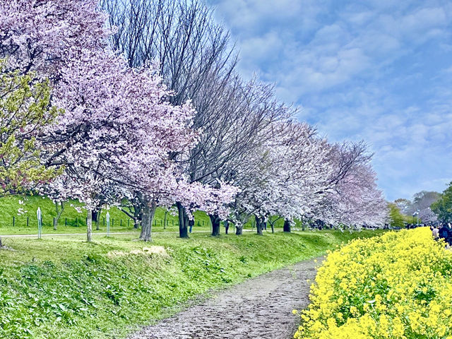 一度は行きたい権現堂堤の桜