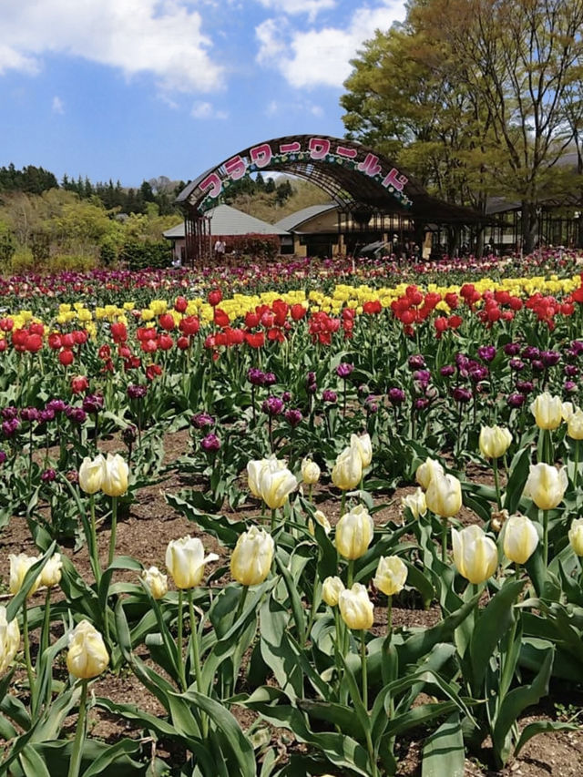 Spring Outing 🌸 Nasu Flower World – A Colorful Floral Paradise