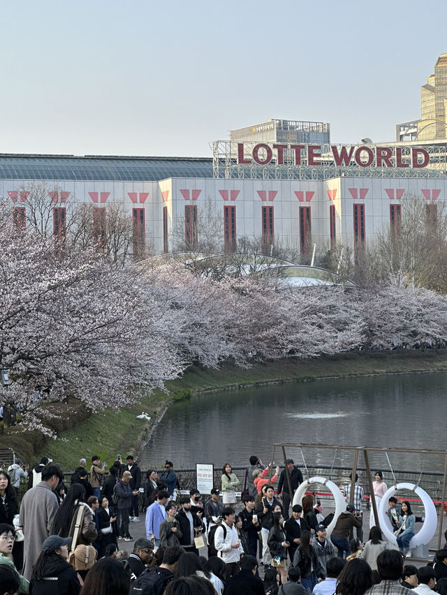 벚꽃 풍경과 야간 라이트업을 보며 🌸산책데이트하기에 좋은 벚꽃여행지🌸