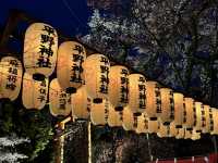 【京都】平野神社の夜桜