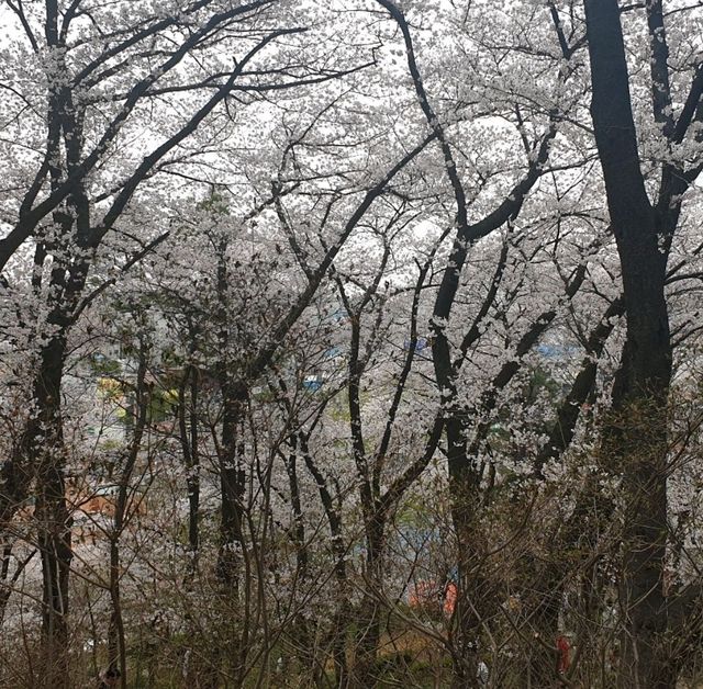 벚꽃 보러 가기 좋은 대전 야외데이트 장소 추천