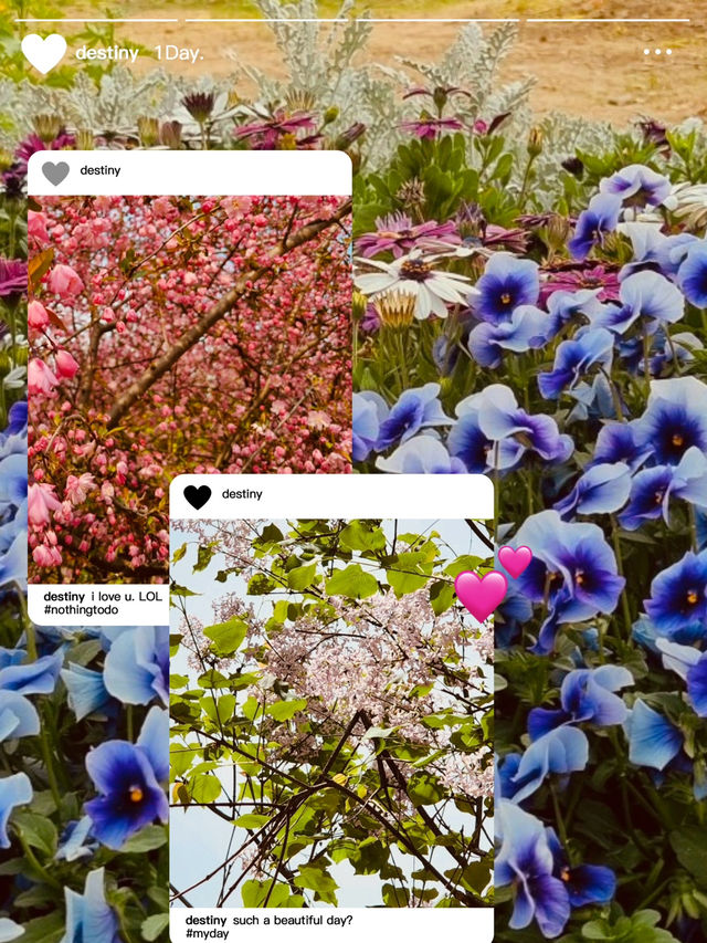 Maeheon in Bloom: A Subtle Symphony of Spring Colors and Scents 