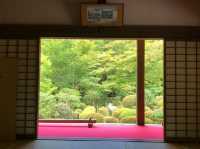 苔と花の楽園。京都・三千院で心ほどけるひとときを…🌿⛩️