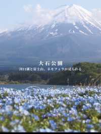 【山梨県】富士山とネモフィラを巡る絶景ドライブコース