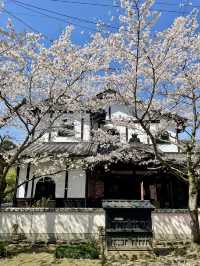 【福岡観光】桜パトロール