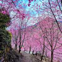 🌸** 隱藏在深山中的賞櫻秘境**🌸