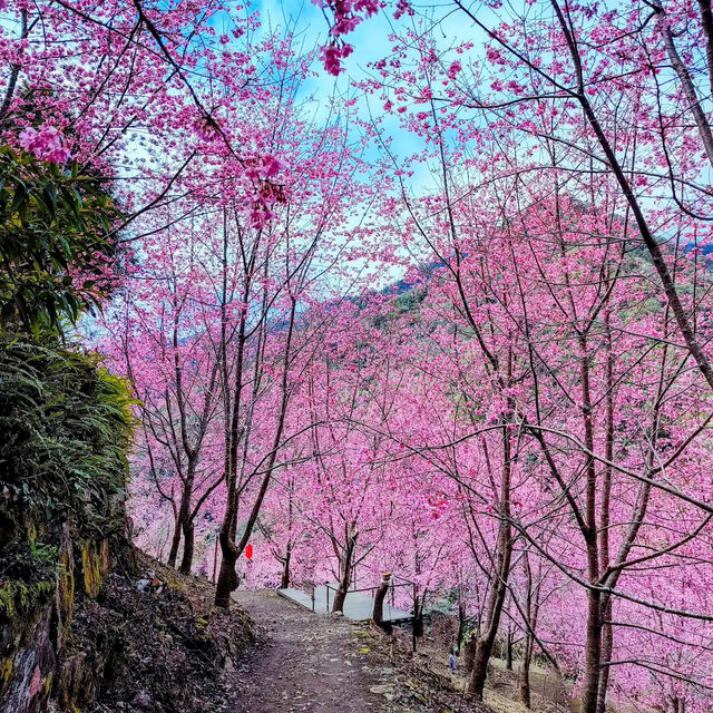 🌸** 隱藏在深山中的賞櫻秘境**🌸