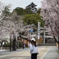 犬山城：櫻花簇擁的古城之美 🏯🌸