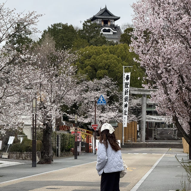 犬山城：櫻花簇擁的古城之美 🏯🌸