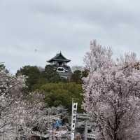 犬山城：櫻花簇擁的古城之美 🏯🌸