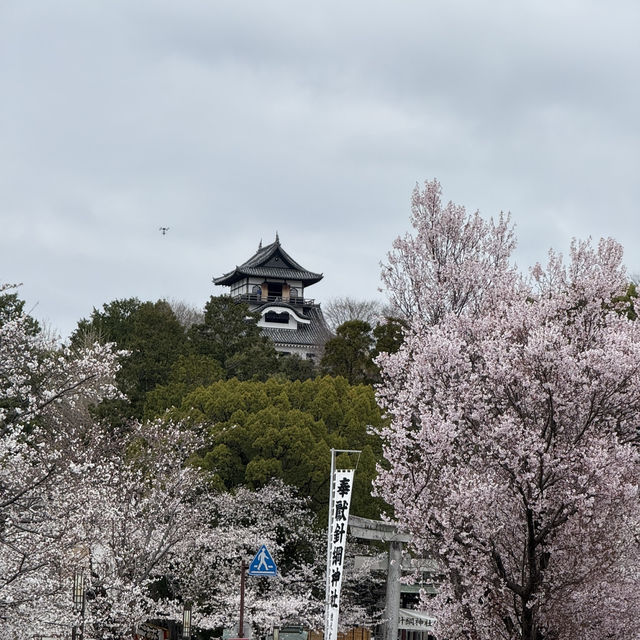 犬山城：櫻花簇擁的古城之美 🏯🌸