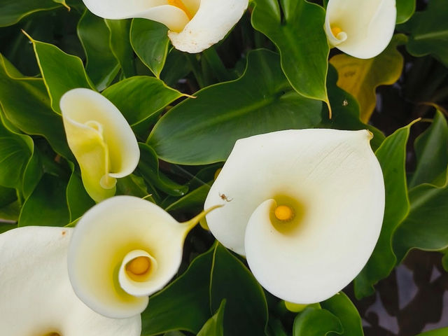 竹子湖海芋季｜小瀑布海芋園的浪漫採花時光