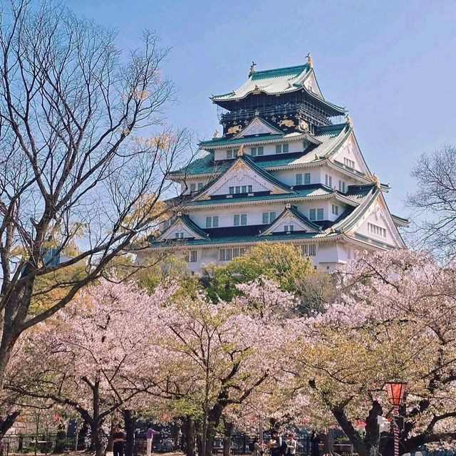 大阪城賞櫻，西之丸庭園與天狩閣的櫻花絕景