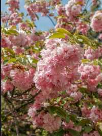 Chaoyang Park Cherry Blossoms-Downtown Beijing’s Urban Sakura Escape