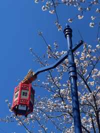 Chasing Cherry Blossoms Through Busan Streets