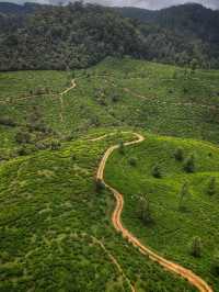 The Tea Plantations of Nuwara Eliya