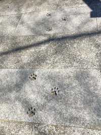 Cat Lover’s Paradise: Spring at Ōmatsu Daigongen
