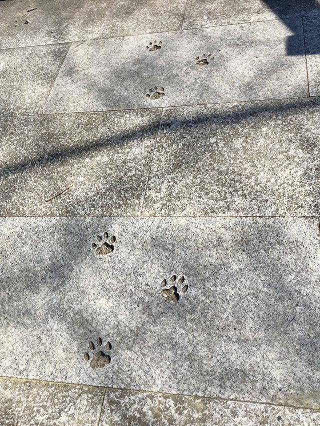 Cat Lover’s Paradise: Spring at Ōmatsu Daigongen