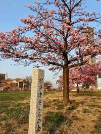 Cherry Blossoms & Tower Views at Utazu’s Sakura Square