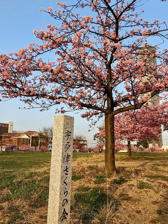 Cherry Blossoms & Tower Views at Utazu’s Sakura Square