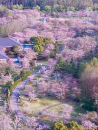 Sakura Vibe from Gucun Park, Shanghai 🇨🇳🌸