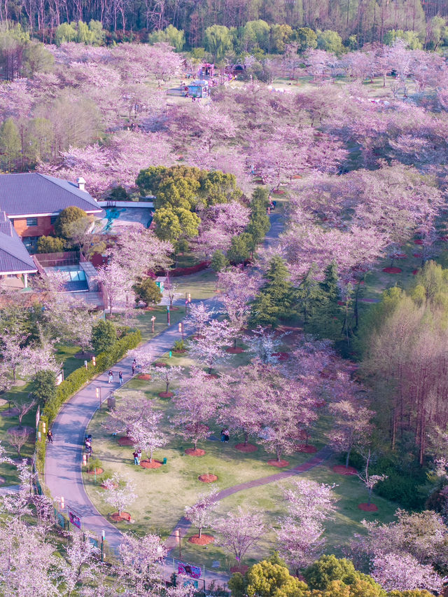 Sakura Vibe from Gucun Park, Shanghai 🇨🇳🌸