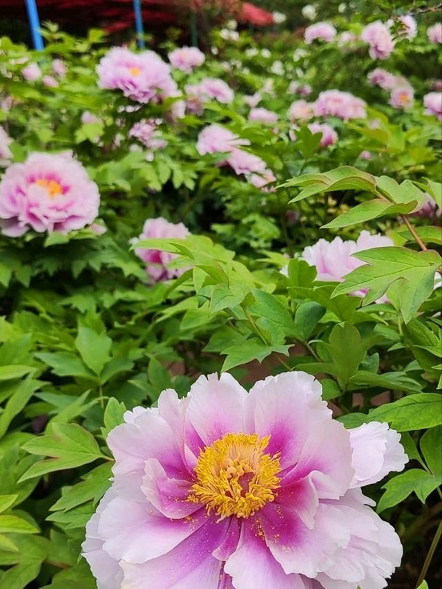洛陽隋唐城遺址植物園賞牡丹