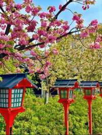 Rokushō-no-Miya Shrine Cherry Blossoms-Serene Cherry Blossom Ambiance